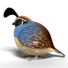 Quail EUGY2