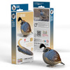 Quail EUGY2