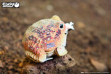117 Desert spadefoot toad