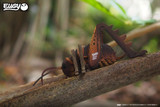 119 Giant Weta