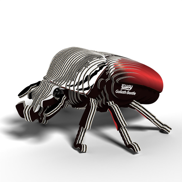 Goliath Beetle EUGY2