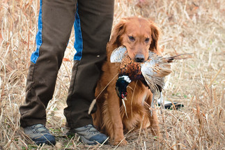 Why We Use Sporting Clays for Hunting Practice