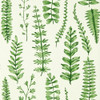 Scion Ferns Wallpaper - 112798 - Juniper