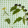 Designers Guild Jaal Wallpaper Emerald PDG1150/06