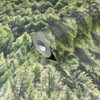 Galerie Pine Forest Wallpaper - 45730 - Green