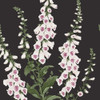 Graham & Brown Foxglove Wallpaper - 130305 - Night