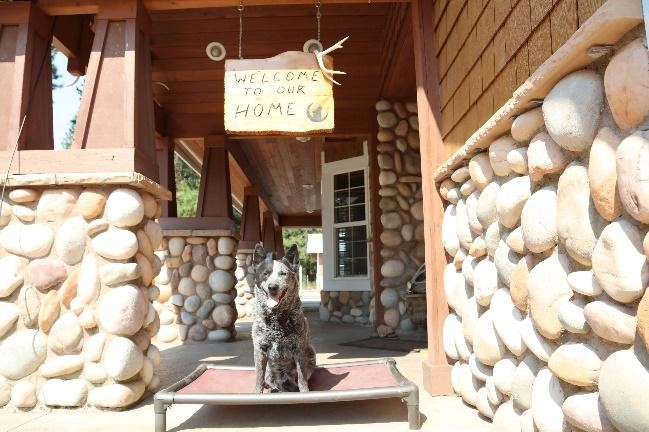 Dog on a kuranda bed outside