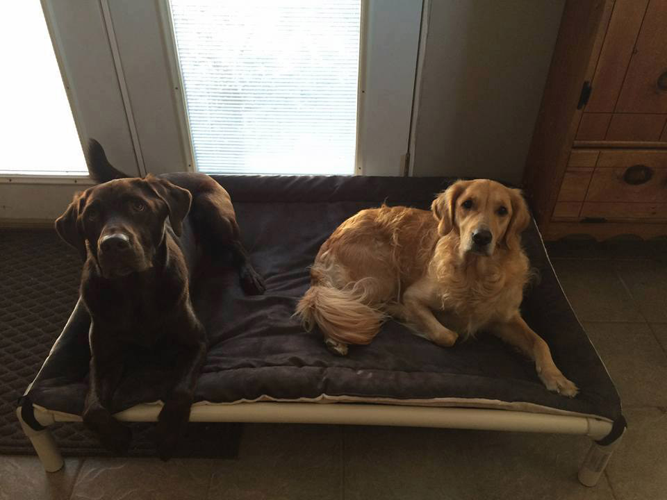 2 dog dog bed