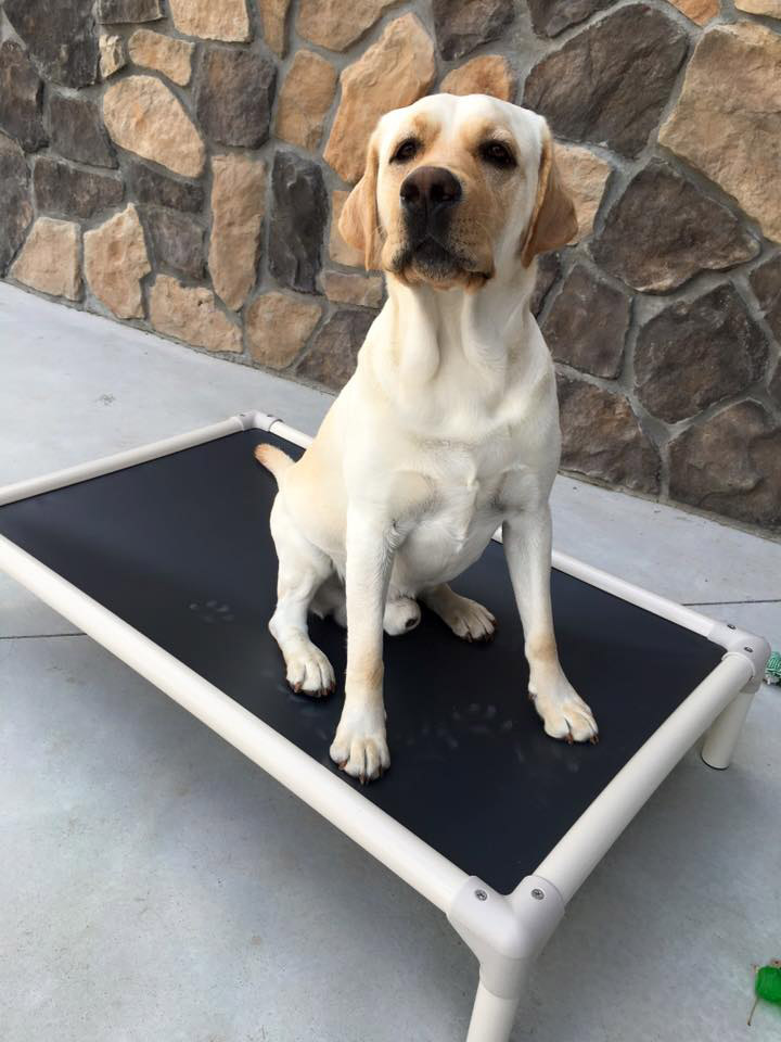 Kuranda Dog Bed Size Chart