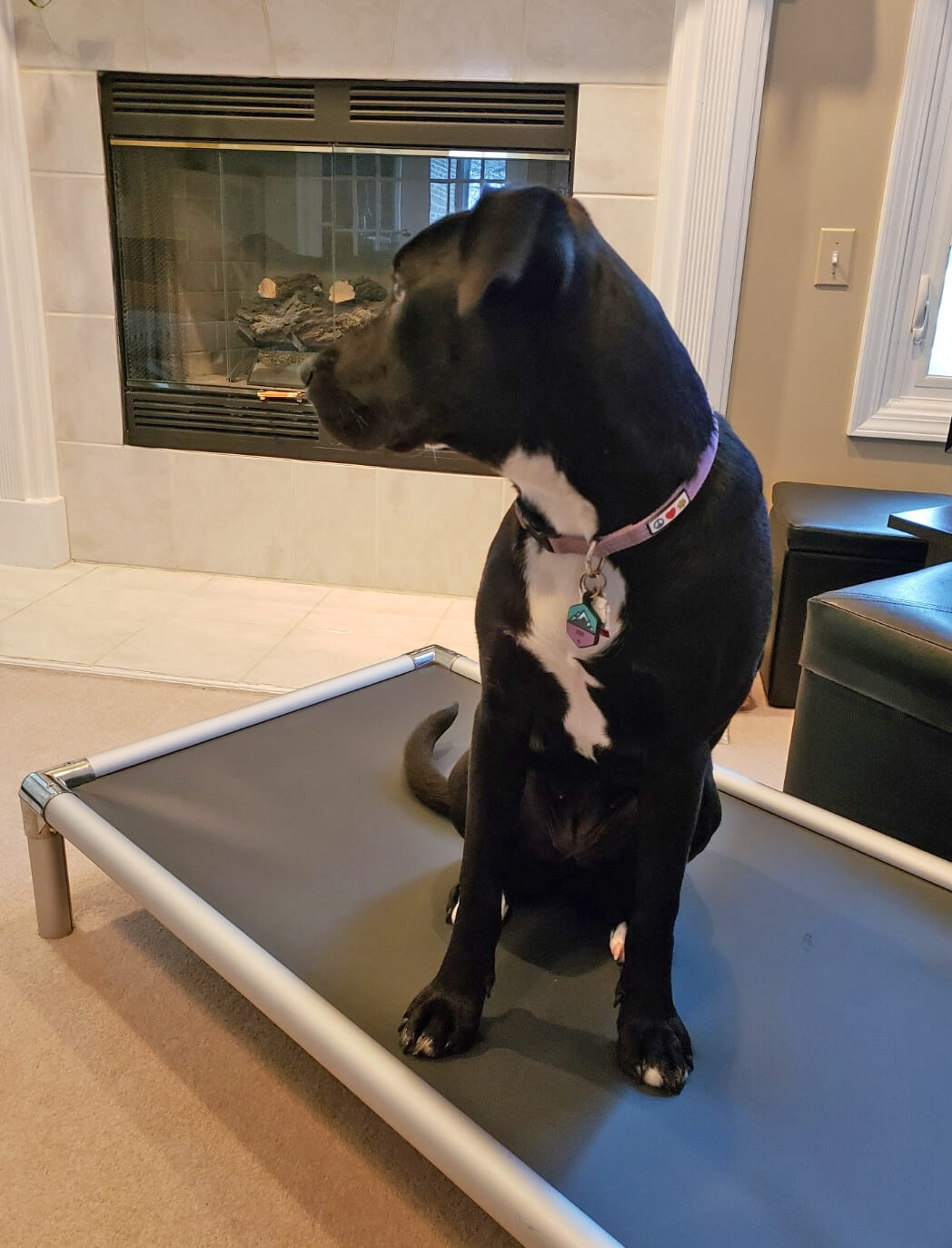 Pitbull German Shepherd Mix on an Aluminum Kuranda Bed