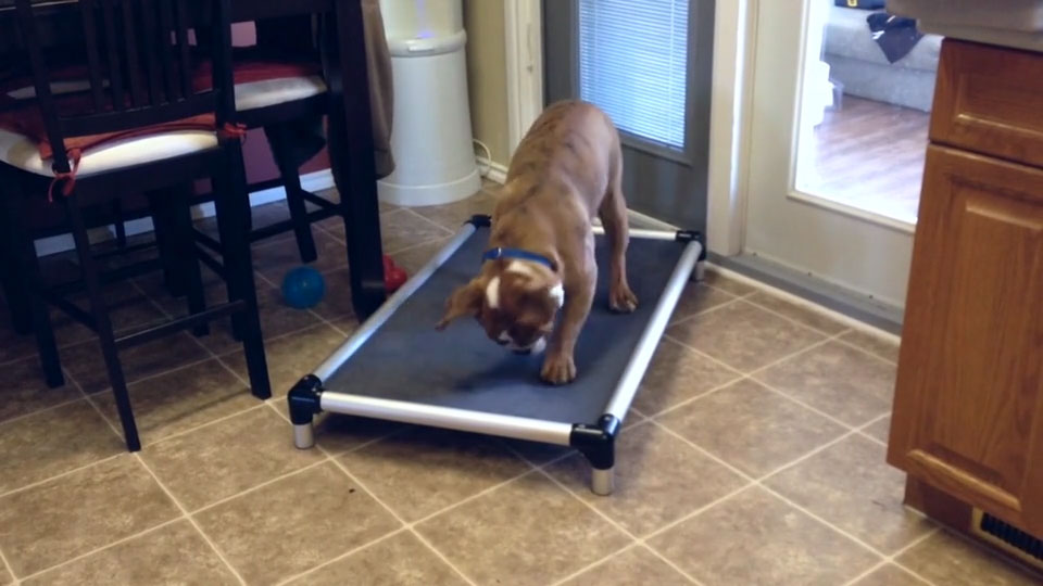 Kuranda Dog Beds®  Elevated, Chew Proof, Easy to Clean