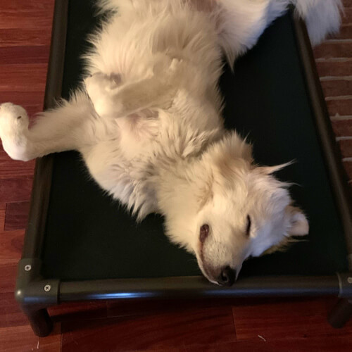 Kuranda Dog Beds® Elevated, Chew Proof, Easy to Clean