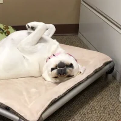 Kuranda Dog Beds® Elevated, Chew Proof, Indestructible & Large Dog Beds