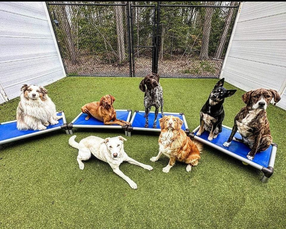 Mutty Paws It’s Back-To-School Time: How to Prepare Your Pets for the Change ...
