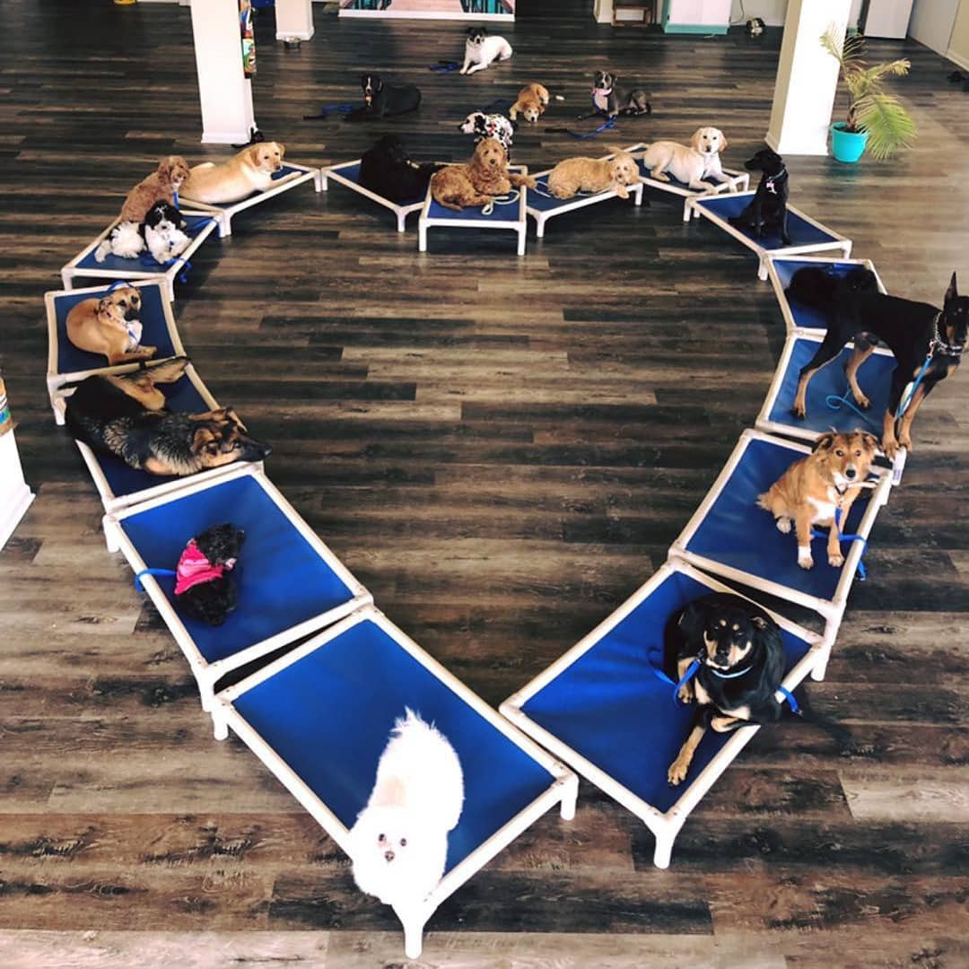 Blog - Kuranda Dog and Cat Beds | Kuranda Dog Beds®