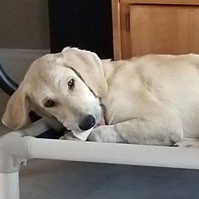 Kuranda Dog Beds® Elevated, Chew Proof, Easy to Clean