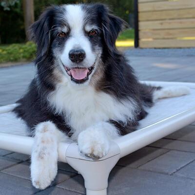 Kuranda® Elevated, Indestructible & Large Dog Beds