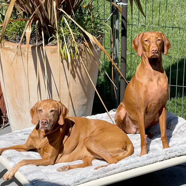 Kuranda Dog Beds® | Elevated, Chew Proof, Easy to Clean