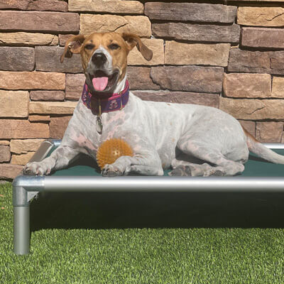 Kuranda® Elevated, Indestructible & Large Dog Beds