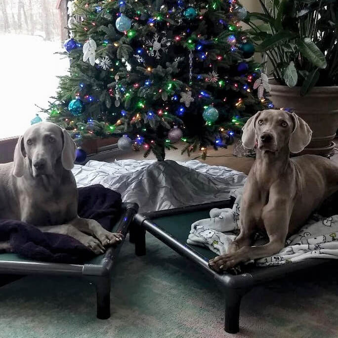 Kuranda® Elevated, Indestructible & Large Dog Beds