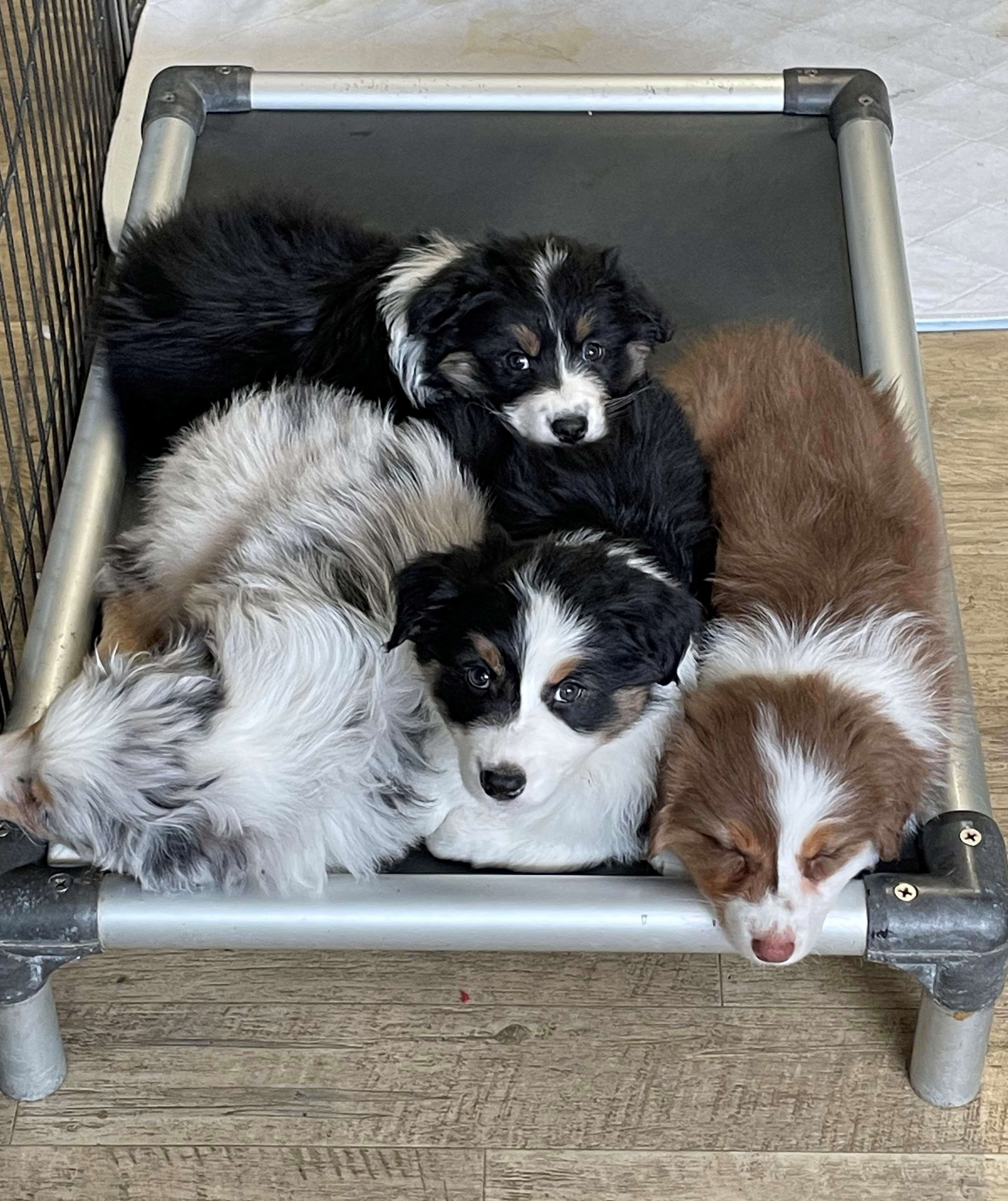 Jillian Ward Kuranda Dog Beds®