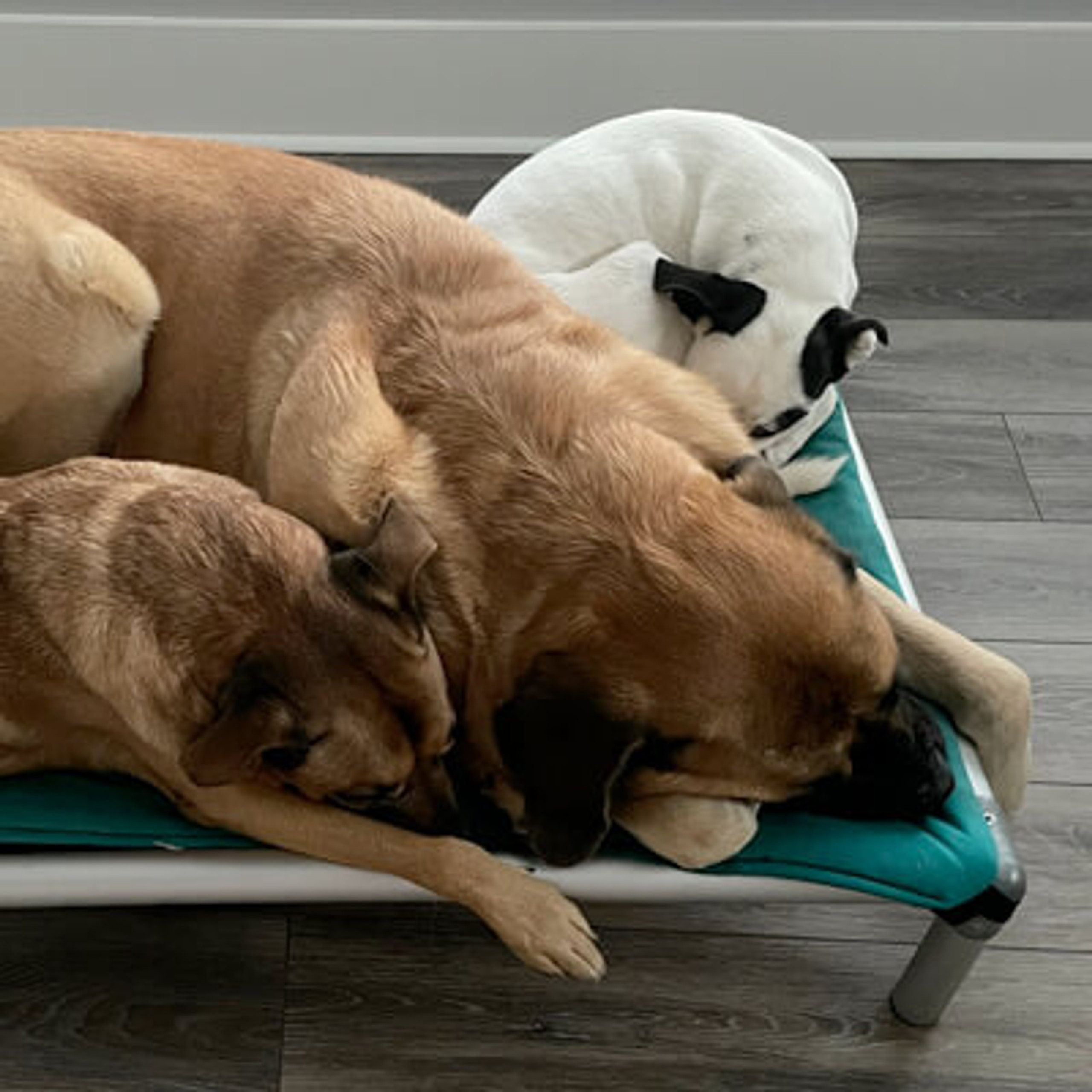 Kuranda® Elevated, Indestructible & Large Dog Beds