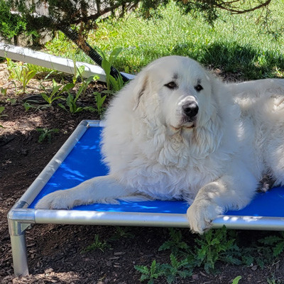 Kuranda® Elevated, Indestructible & Large Dog Beds