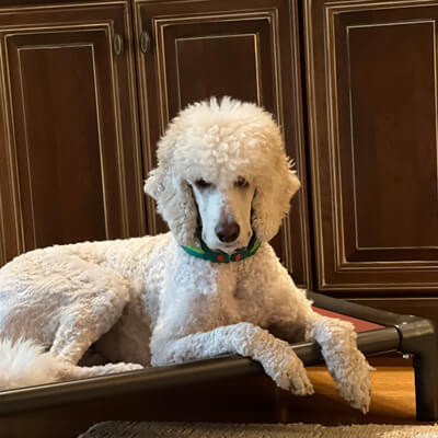 Kuranda Dog Beds® Elevated, Chew Proof, Easy to Clean