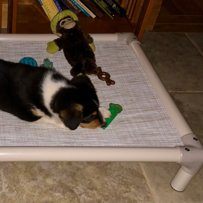 Kuranda Dog Beds® Elevated, Chew Proof, Easy to Clean