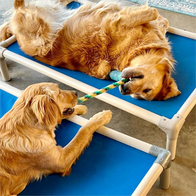 Kuranda® Elevated, Indestructible & Large Dog Beds