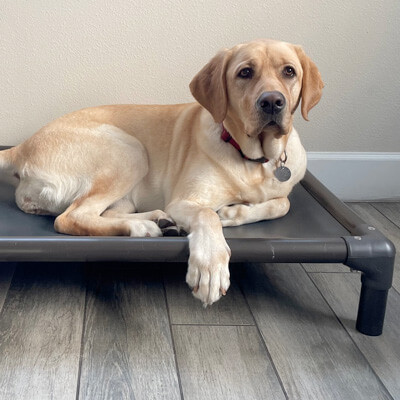 Kuranda® Elevated, Indestructible & Large Dog Beds