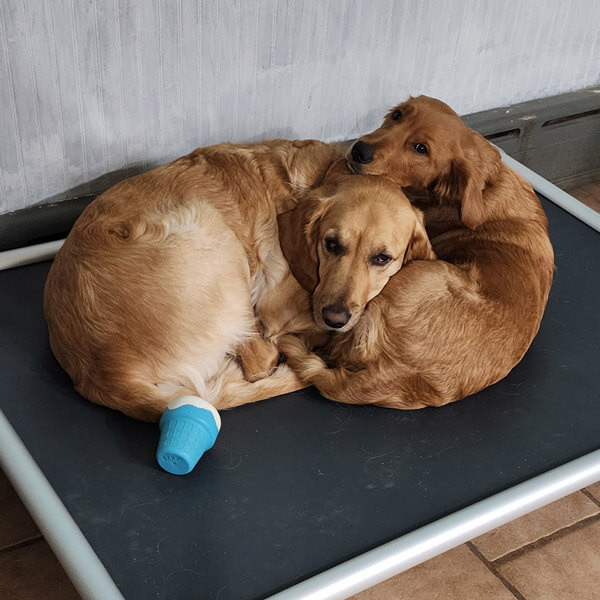 Kuranda Dog Beds® | Elevated, Chew Proof, Easy to Clean
