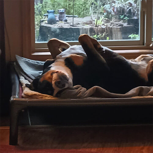 Kuranda Dog Beds® Elevated, Chew Proof, Easy to Clean