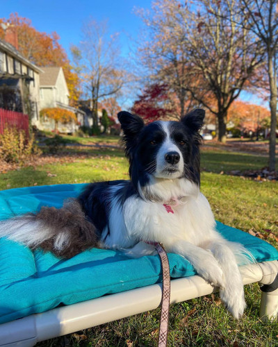 2026 Dog Friendly Fall Fun in the D.C., Maryland and Virginia Area