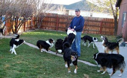 
    Australian Shepherds & Border Collies
