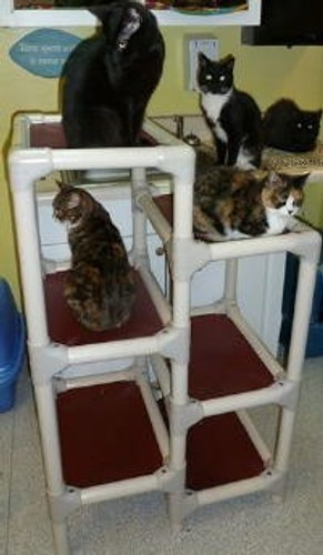 
    Dawson County Humane Society kitties have fun!
