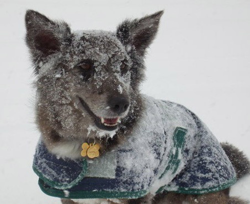 
    Dog Safety in Cold Weather
