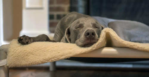 
    How to Introduce Your Dog to a New Dog Bed
