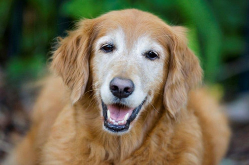 
    Helping Your Senior Dog Sleep Better
