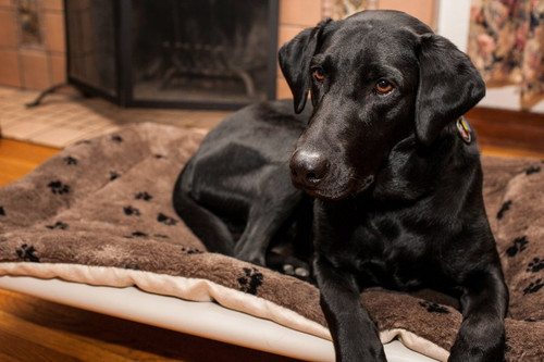 Choosing a Stylish Dog Bed to Match Your Decor