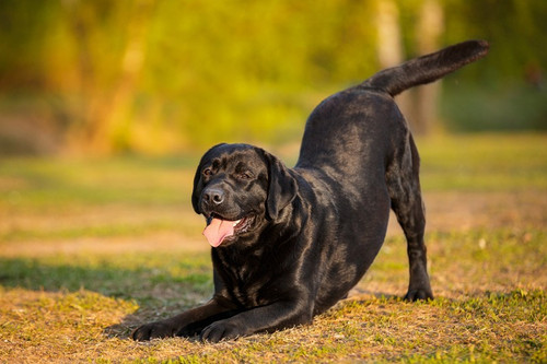 
    How Understanding Play Styles Can Help You Find Your Dog’s New BFF
