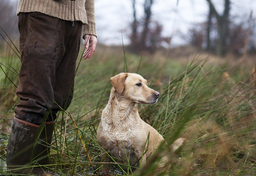 
    Do Hunting Dogs Make Good Family Pets?
