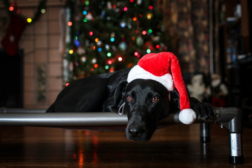 A Pet Owner’s Guide to the 2024 Holidays: Pet-Friendly Activities near Baltimore, Maryland