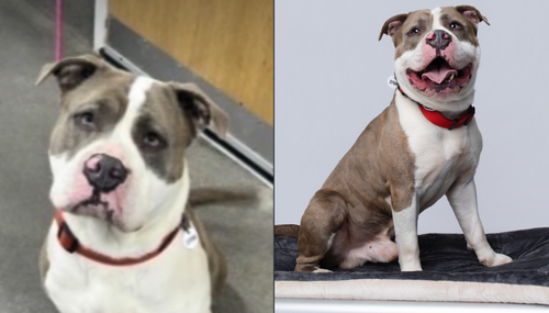Kuranda and Stronger Shot at Prince George's County Animal Services in Maryland