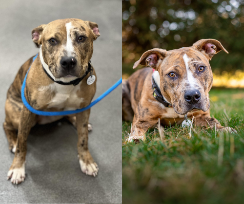 The Importance of Shelter Pet Photography