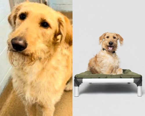 Kuranda and Stronger Shot at LifeLine Animal Project