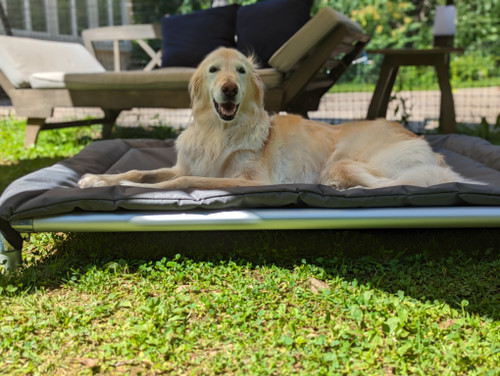 Summer Heat Safety for Dogs