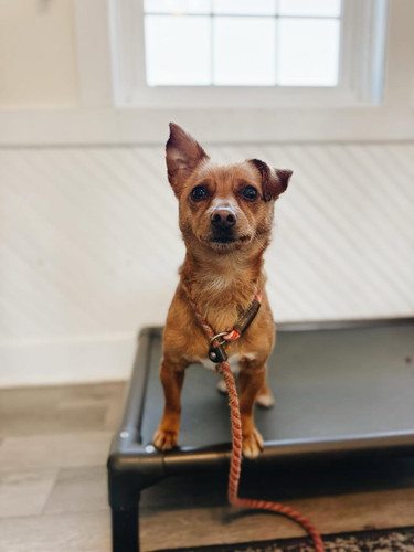 Happy Thank Your Pet Sitter Day!