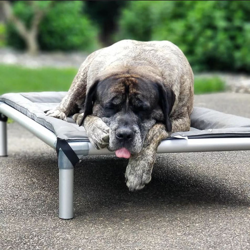 Best Dog Bed for Giant Breeds