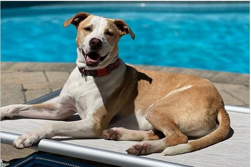 
    Summer Safety for Pets
